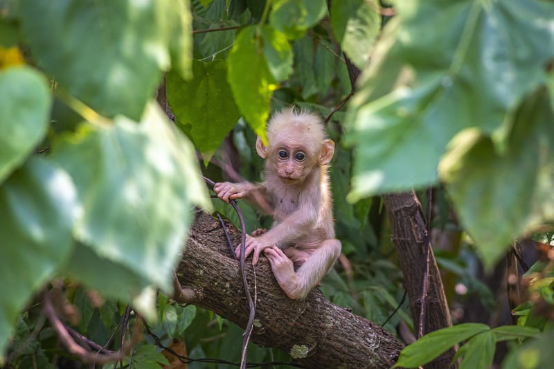 Rainforest Discovery